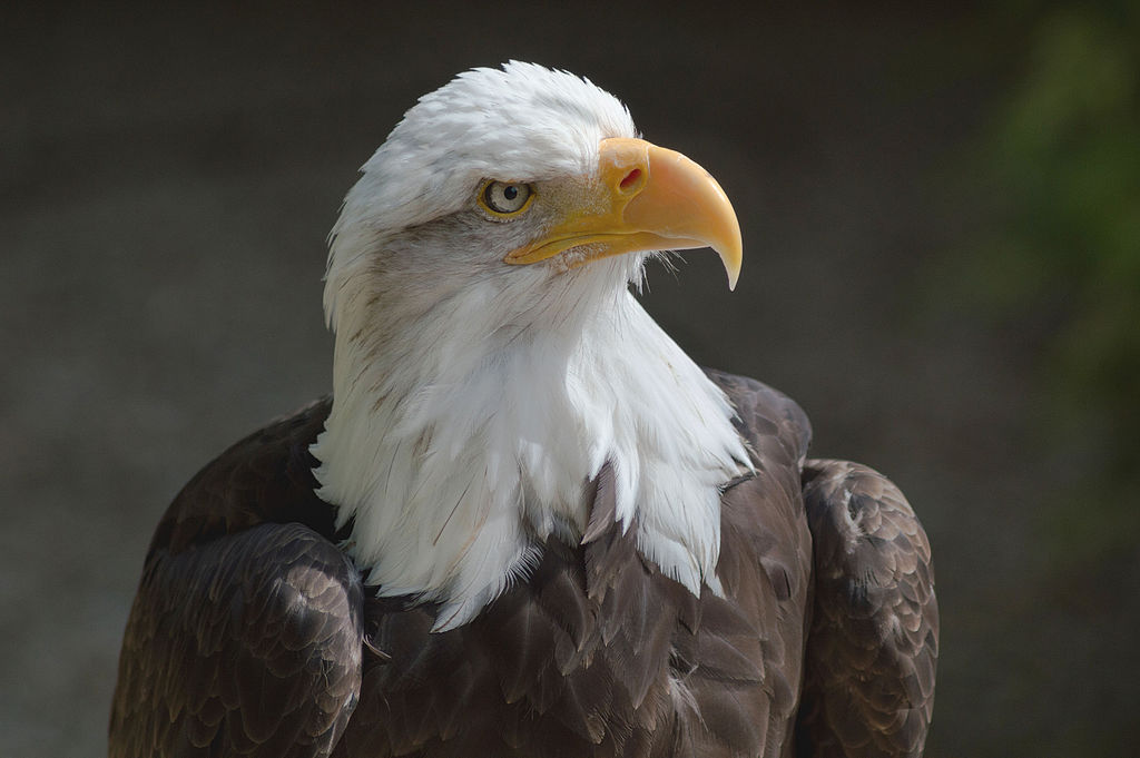 A bald eagle pictured from half-way up with one eye facing the camera.