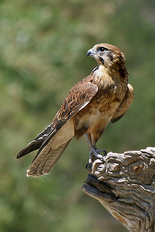 A Falcon bird of prey perching on a wooden log.