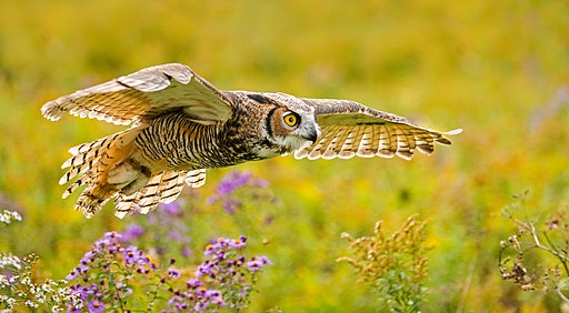 A great horned owl with wings extended flying over a field.